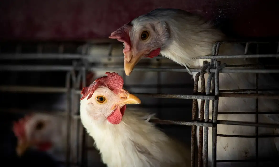 FAO: caso de gripe aviária no Brasil marca nova etapa do vírus