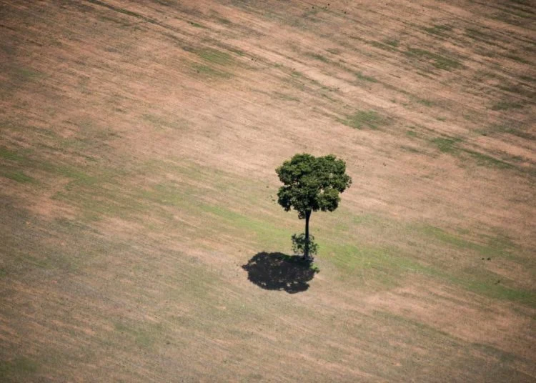 Em votação no Senado, ‘PL da Devastação’ enfraquece preservação e amplia racismo ambiental